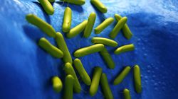 Pałeczka ropy błękitnej - zarażenie, zapobieganie zakażeniu, leczenie