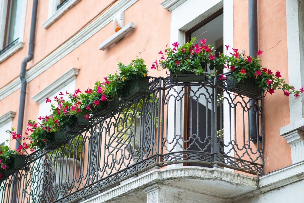 4 jadalne kwiaty, które możesz posadzić na balkonie. To polifenolowa bomba