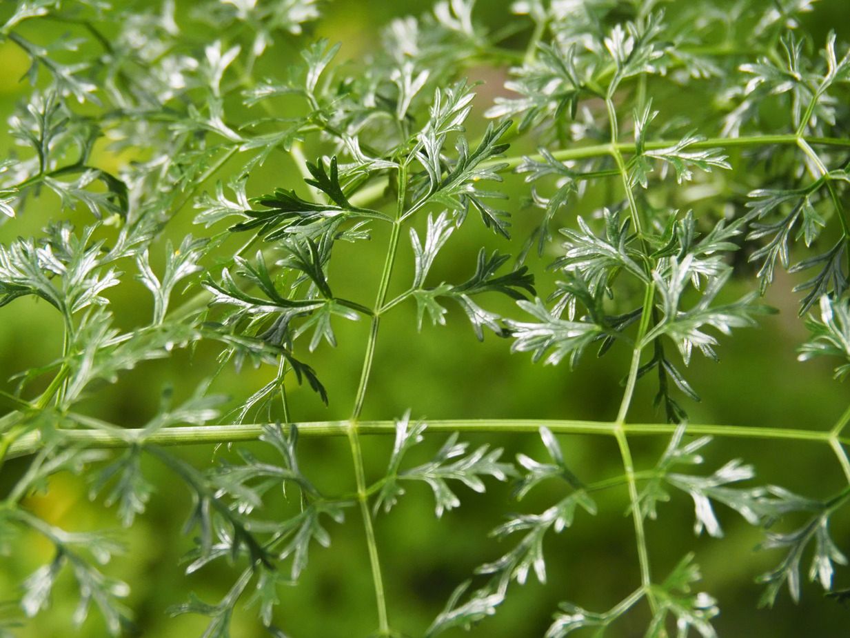 Blekot pospolity przypomina pietruszkę