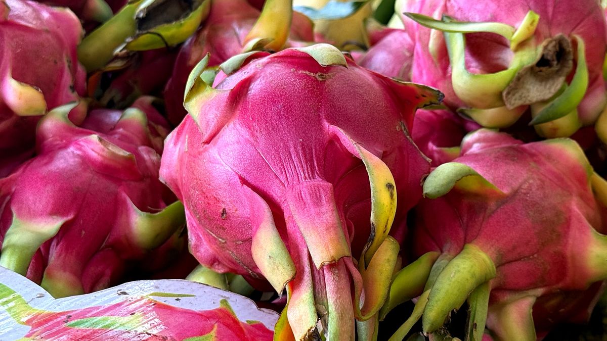 Pitaja działa na organizm łagodnie, mimo że często bywa postrzegana jak owoc z wyjątkową mocą