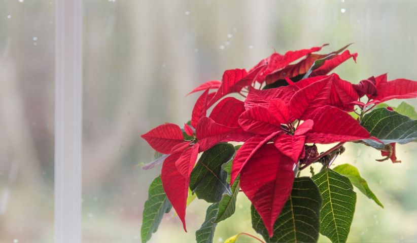 Wilczomlecz nadobny (nazywany również poinsecją lub gwiazdą betlejemską), cieszy się ogromną popularnością w okresie świąt Bożego Narodzenia.