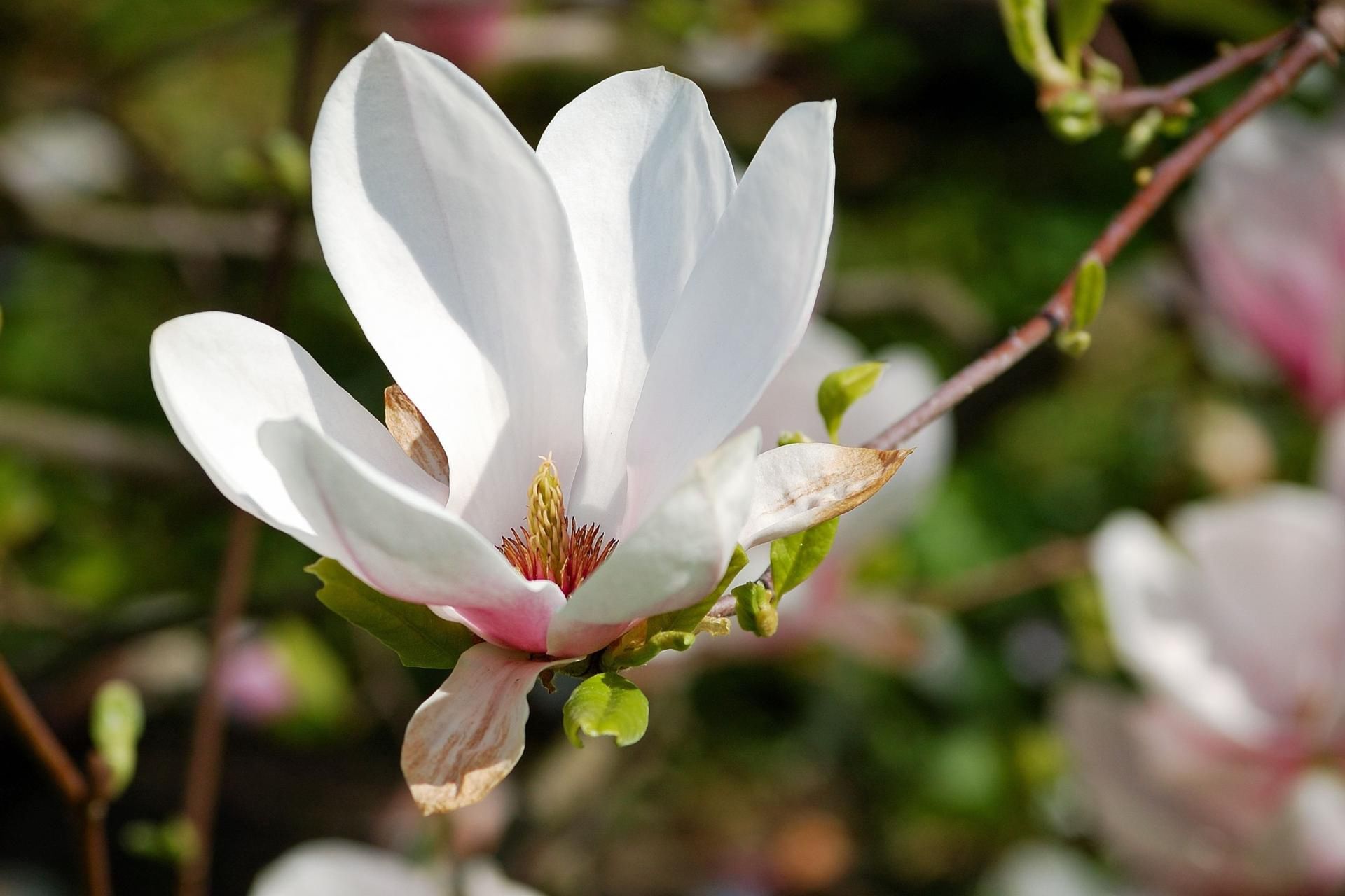 Magnolię poleca się przy bezsenności i nerwicach