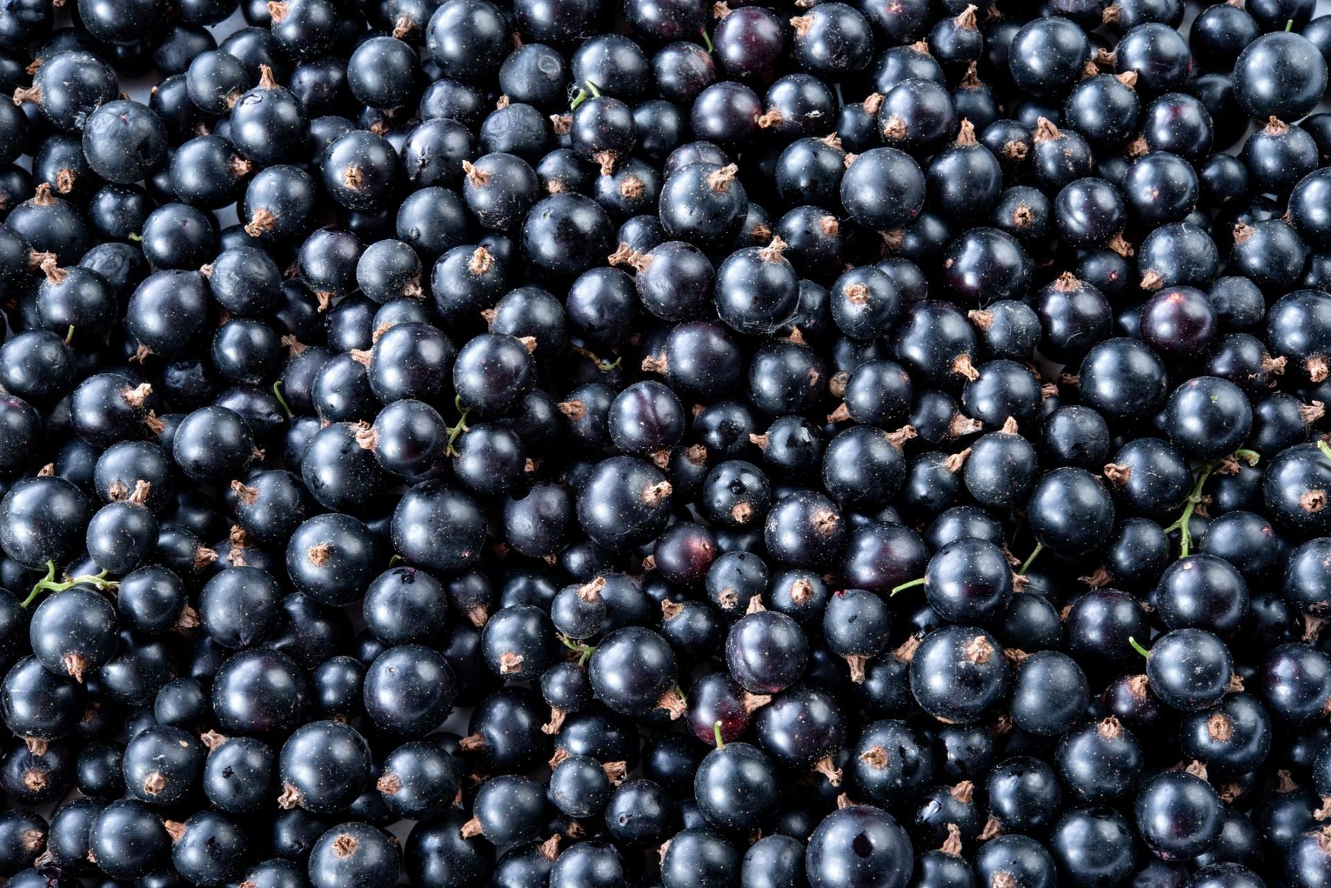 Olej z czarnej porzeczki jest bogatym źródłem antyoksydantów