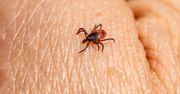 Magnes na kleszcze. Osoby z tą grupą krwi są bardziej narażone
