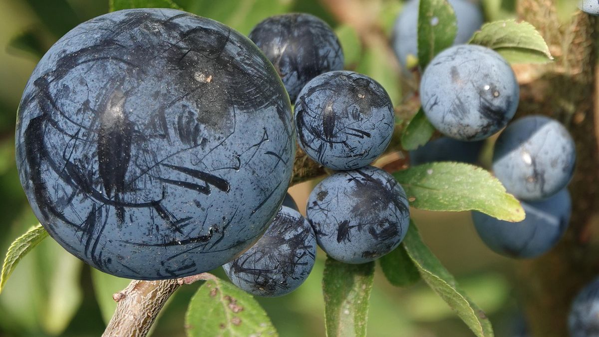 Badacze zachęcają, by jeść porcję jagód dziennie