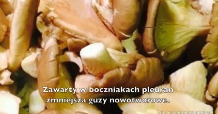 Prozdrowotne właściwości grzybów (WIDEO)