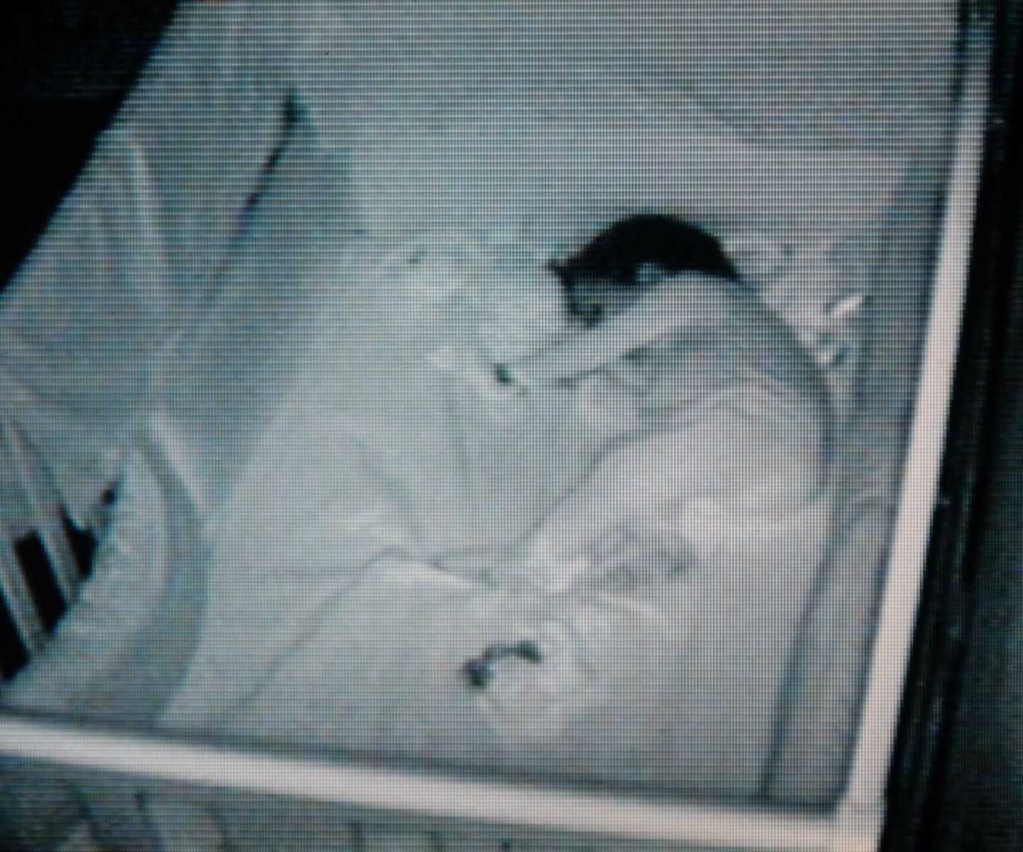 Fiński sąd o elektronicznej niani