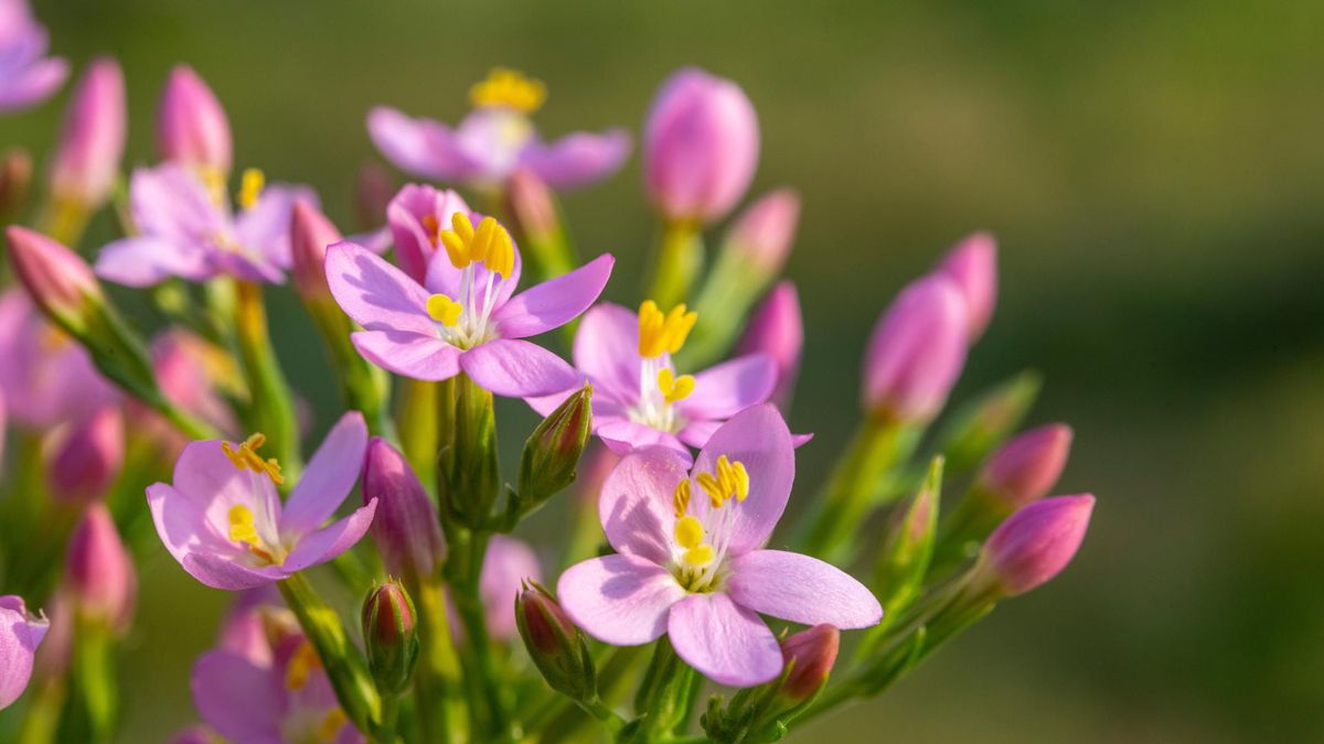 Ziele tysiącznika to roślina popularna w medycynie naturalnej i ziołolecznictwie.