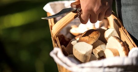 Koźlarz – czerwony, pomarańczowożółty, grabowy i babka
