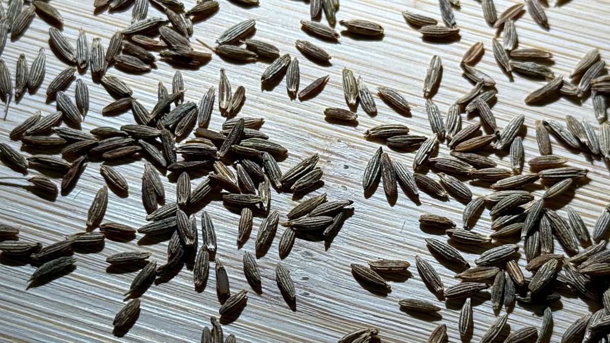 Kmin rzymski to przyprawa, która łączy aromat z działaniem prozdrowotnym.