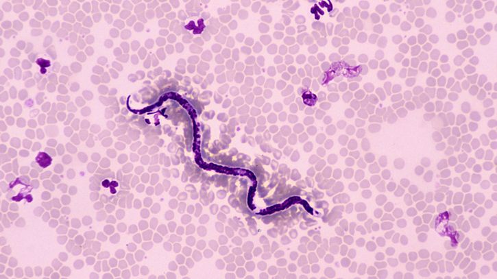 Parazytolog zajmuje się badaniem pasożytów. 