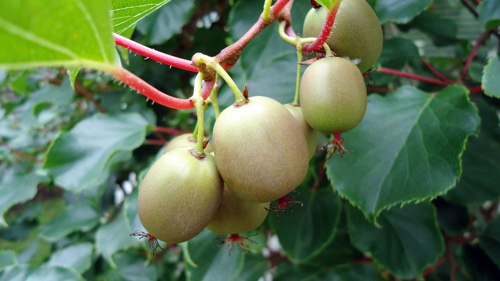 "Obecna w rokitniku dysmutaza ponadtlenkowa to najsilniejszy antyoksydant"