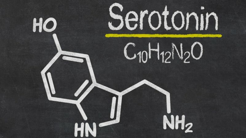 Serotonina odgrywa bardzo ważną rolę w naszym organizmie. Wpływa na percepcje, pamięć oraz sen