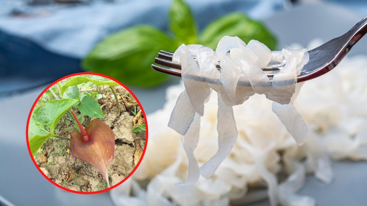 Konjac zawiera rodzaj błonnika rozpuszczalnego, który może być niebezpieczny dla pewnych grup osób