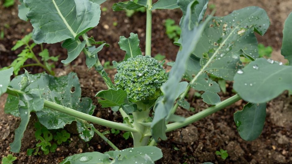 Brokuły mogą zaszkodzić tarczycy