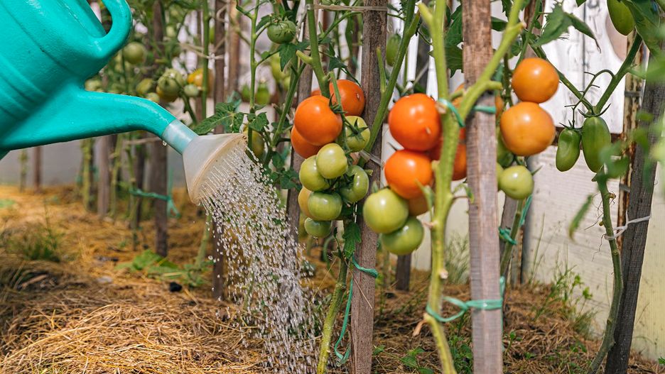 Zielone pomidory są szczególnie groźne dla dzieci