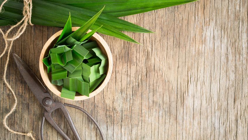 Pandan to roślina od lat stosowana w orientalnej kuchni