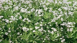 Marzanka wonna - działanie, skutki uboczne, sposób użycia, zastosowanie