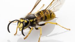 Szerszeń - wygląd, ukąszenie, pierwsza pomoc, szerszeń w domu