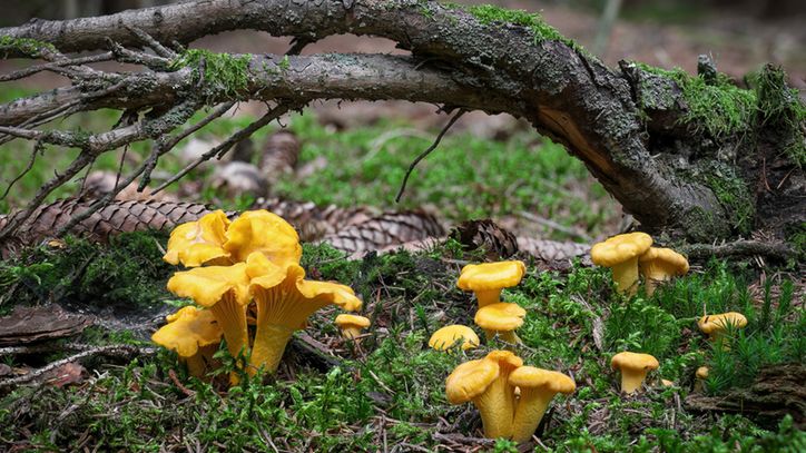 Przyjrzyj się drzewom. Najważniejsza zasada, o której wielu grzybiarzy nie ma pojęcia