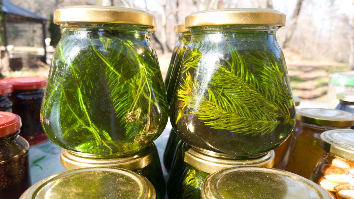 Syrop sosnowy ma przyjemny, słodki smak, działa wykrztuśnie i bakteriobójczo