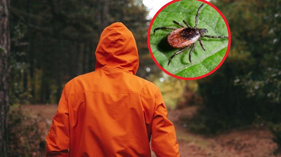 Mężczyzna zmarł po ukąszeniu przez kleszcza