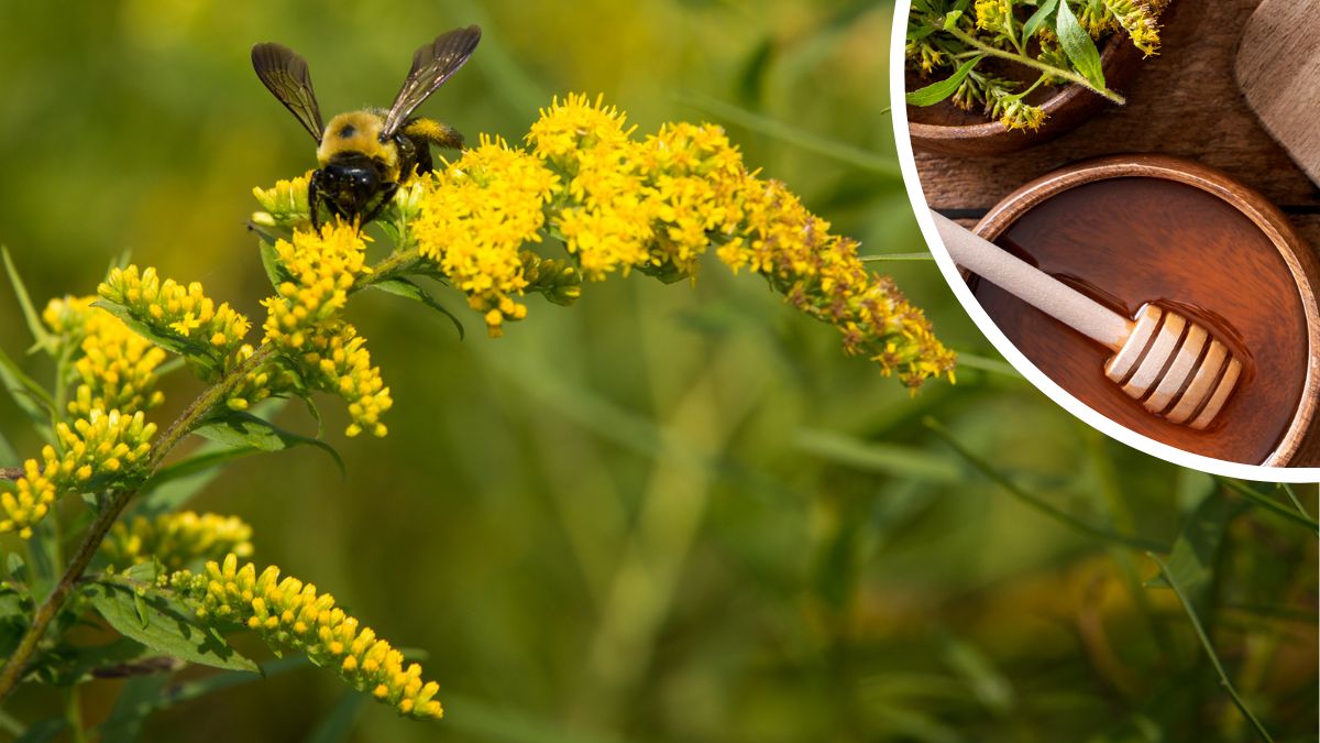 Lecznicza roślina śmiertelnym zagrożeniem dla pszczół. Pszczelarze ostrzegają przed nawłocią