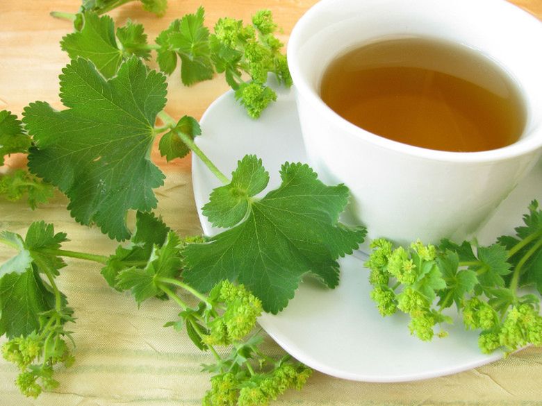 Przywrotnik pospolity nazywany jest najlepszym przyjacielem kobiet