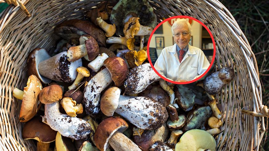 Tak zwiększysz zawartość witaminy D w grzybach. Leśne dary będą jeszcze zdrowsze