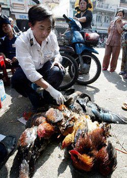 Trzy osoby zmarły na ptasią grypę w Wietnamie
