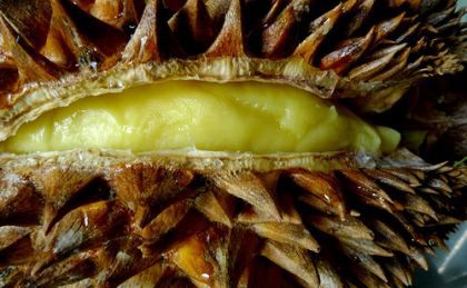 Rozwiązano śmierdzącą zagadkę duriana