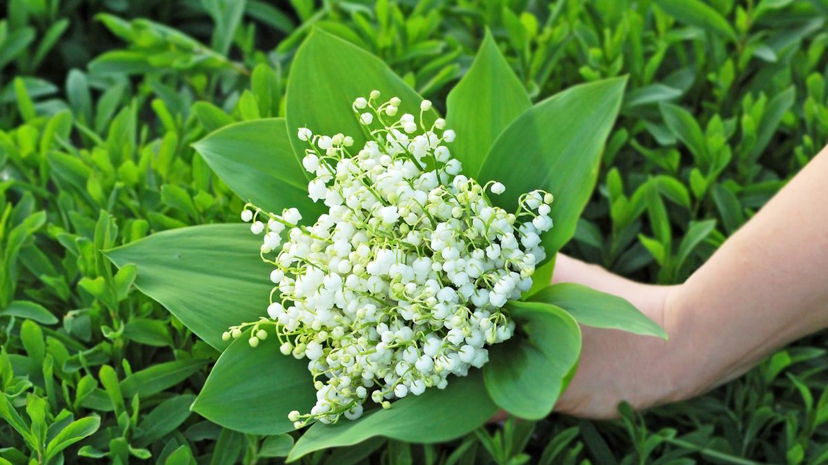 Konwalia majowa posiada właściwości lecznicze, lecz jest jednocześnie silnie trująca