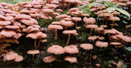 Omijany na grzybobraniu. Idealny do marynowania i suszenia