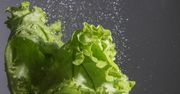 Mycie sałaty jest bardzo ważne. Zobacz, dlaczego (WIDEO)