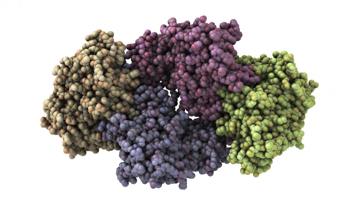 Cykl Krebsa. Jak przebiega, jakie jest znaczenie tego cyklu?