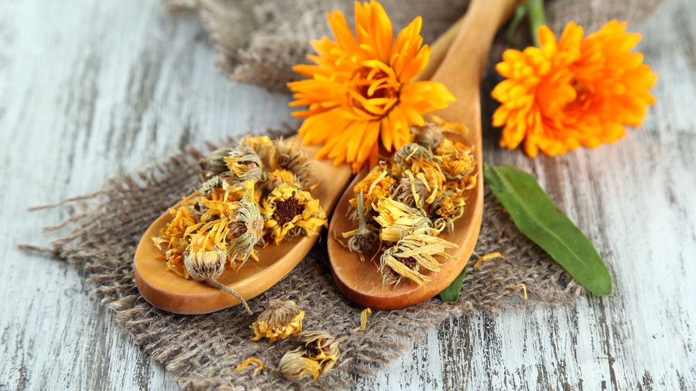 Nagietek ze względu na właściwości lecznicze jest rośliną często wykorzystywaną w ziołolecznictwie