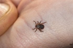 Geranium - zapach, który odstrasza kleszcze