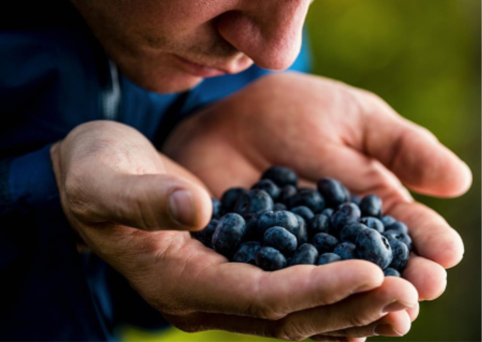 Jagoda kamczacka przypomina z wyglądu borówkę, jednak jest nieco dłuższa i szersza
