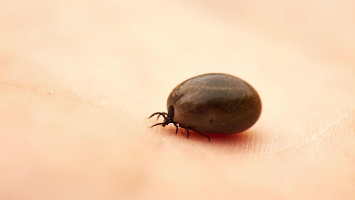 Przybywa chorych na boreliozę