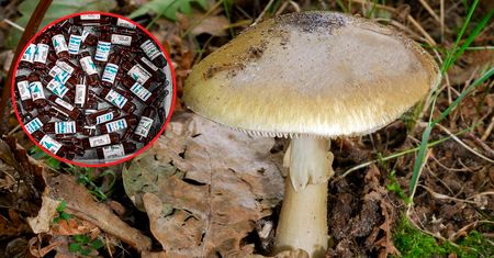 Muszą je dostać już godzinę po zatruciu muchomorem. "To wszystko dla jednej osoby"