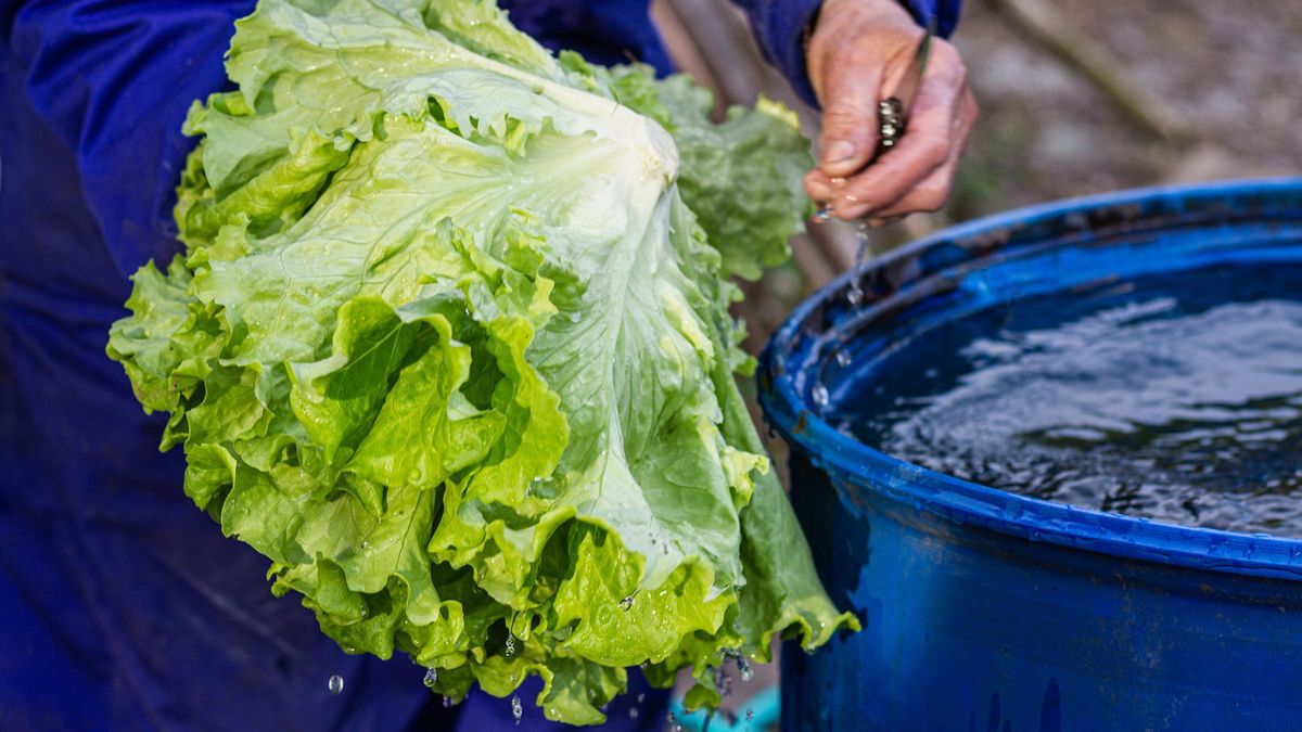 Sałata może pobierać przez korzenie toksyczne związki z zanieczyszczonej gleby