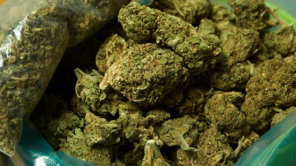 Używanie konopi może zwiększać ryzyko raka. Zagrożenie przechodzi genetycznie na dzieci