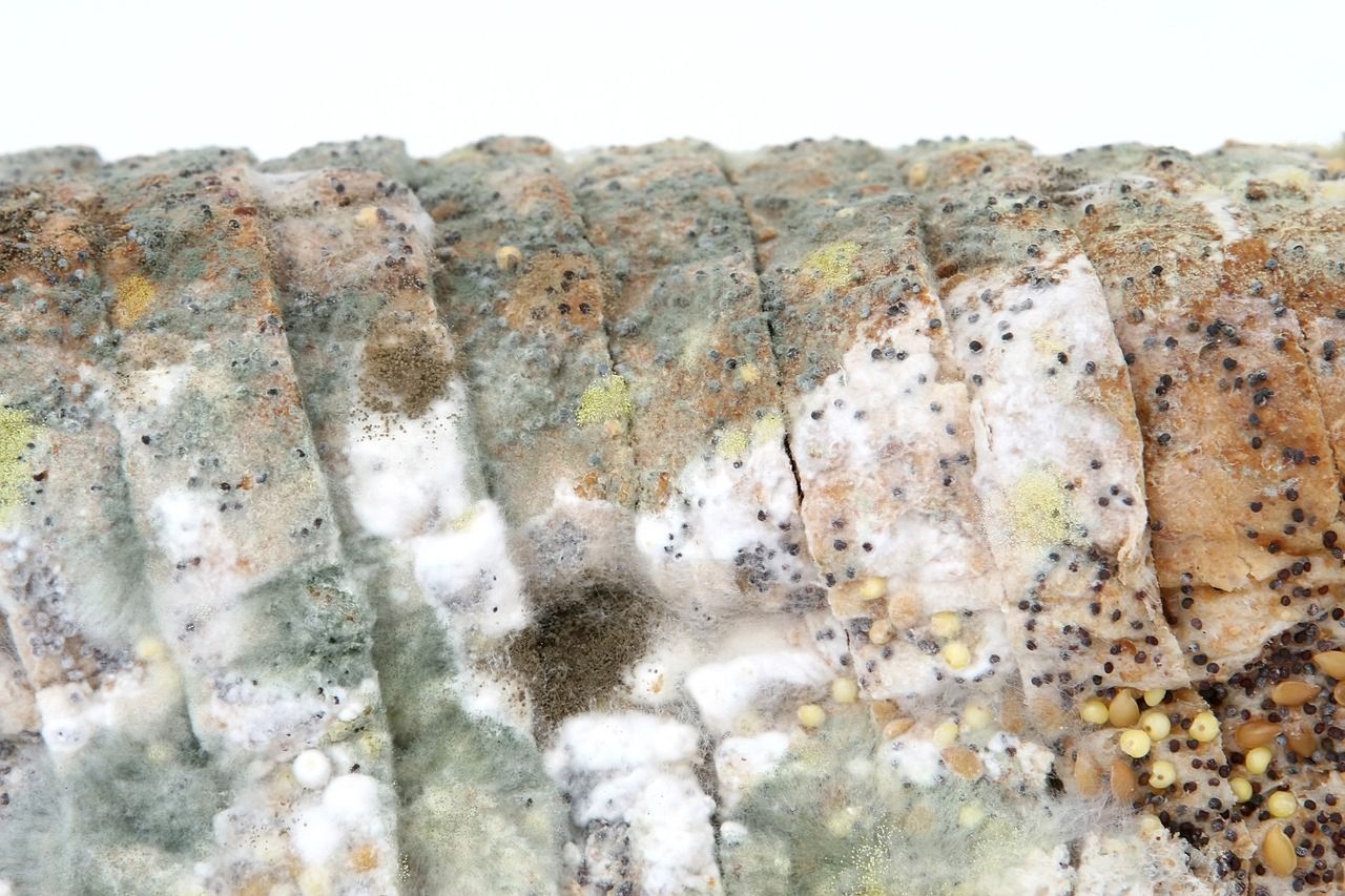 Grzyby pleśniowe mogą wytwarzać groźne dla zdrowia metabolity, mykotoksyny