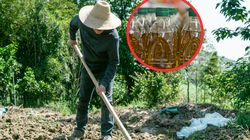 Odstrasza mszyce, przędziorki i kleszcze. Trzymaj ten olej w kuchni