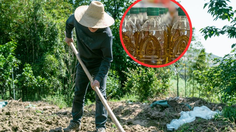 Olej, który odstrasza owady