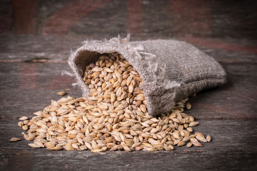 Jęczmień obniża poziom cukru we krwi i zmniejsza apetyt