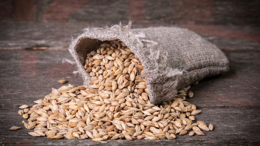 Jęczmień obniża poziom cukru we krwi i zmniejsza apetyt