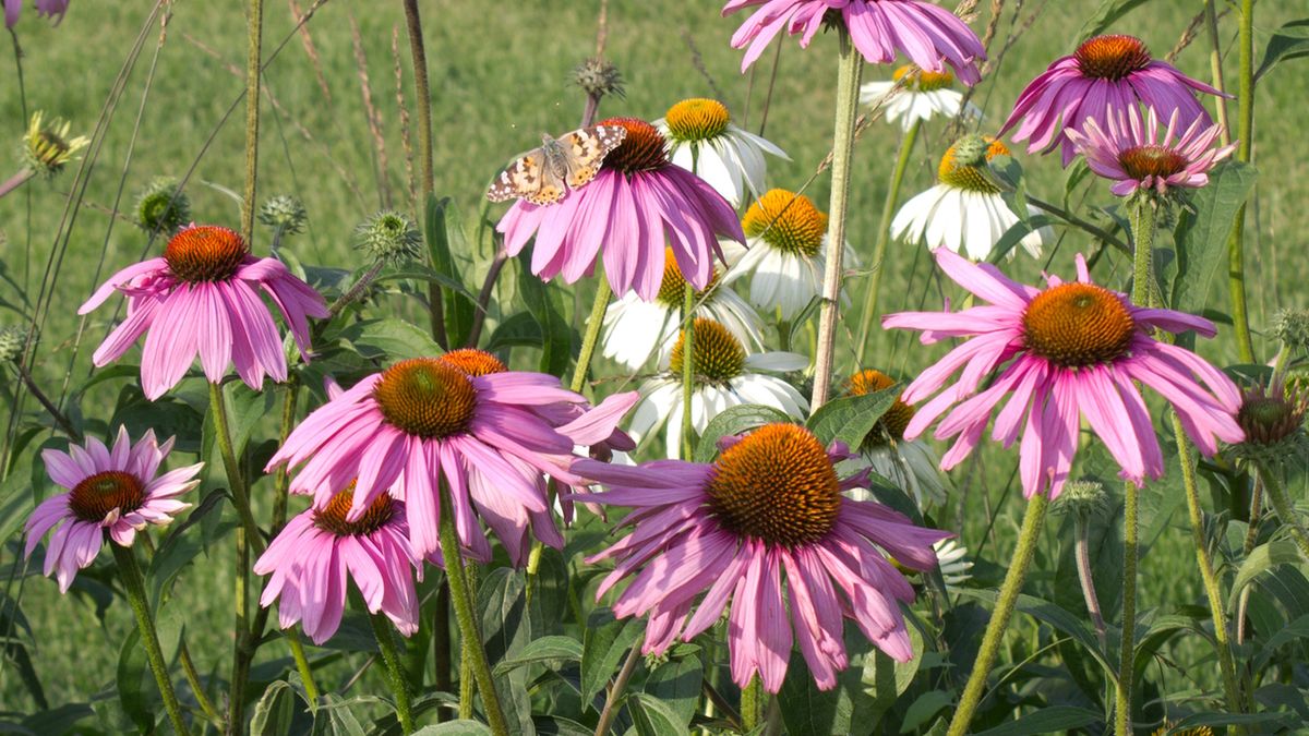 Jeżówka wspomaga prawidłową pracę układu immunologicznego