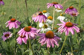 Jeżówka – właściwości, zastosowanie, przeciwwskazania, gdzie kupić