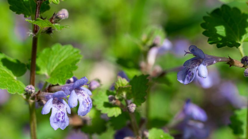 Bluszczyk kurdybanek (Glechoma hederacea), nazywany również bluszczykiem ziemnym, kurdybankiem lub po prostu obłożnikiem jest ziołem niezwykle popularnym.